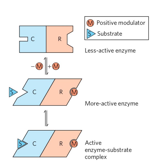 Read more about the article REGULATION OF ENZYME ACTION