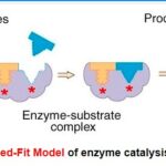 MECHANISM OF ENZYME CATALYSIS