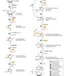 BIOSYNTHESIS OF NUCLEOTIDE