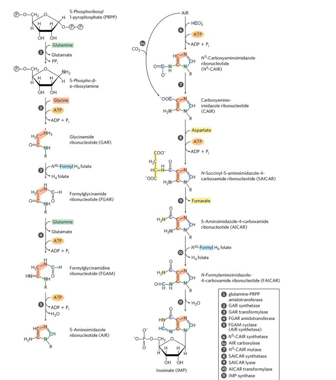 DE NOVO BIOSYNTHESIS OF NUCLEOTIDE | ZOOLOGYTALKS | 2024