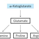 AMINO ACID SYNTHESIS