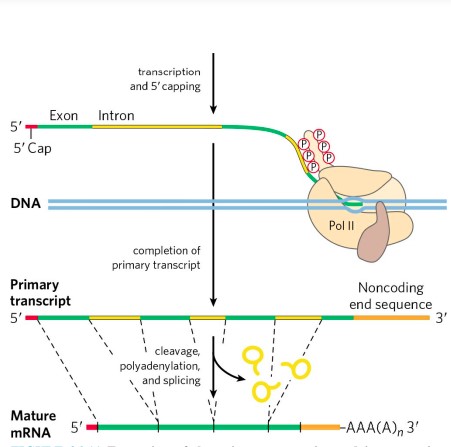 Read more about the article RNA SPLICING