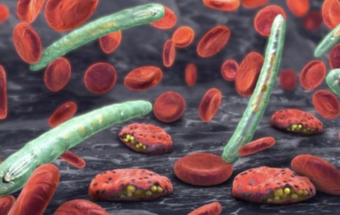 Read more about the article PLASMODIUM (MALARIAL PARASITE) 