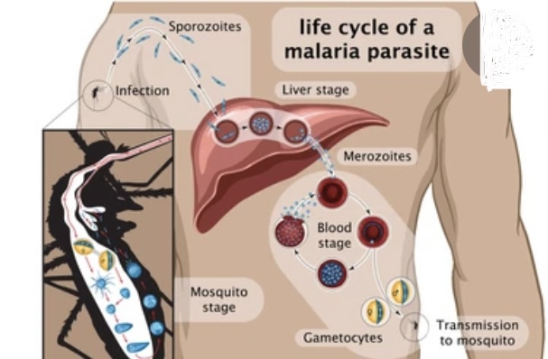 PLASMODIUM (MALARIAL PARASITE)