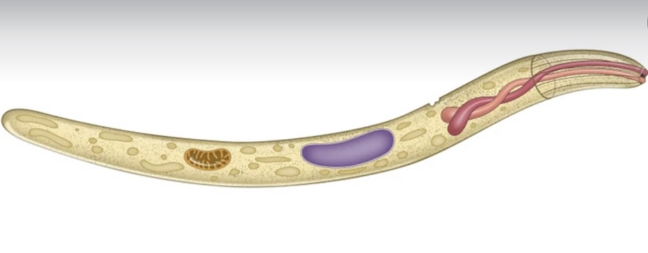 PLASMODIUM (MALARIAL PARASITE)