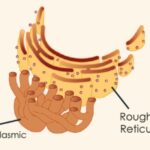 STRUCTURE OF ENDOPLASMIC RETICULUM, FUNCTIONS OF ENDOPLASMIC RETICULUM