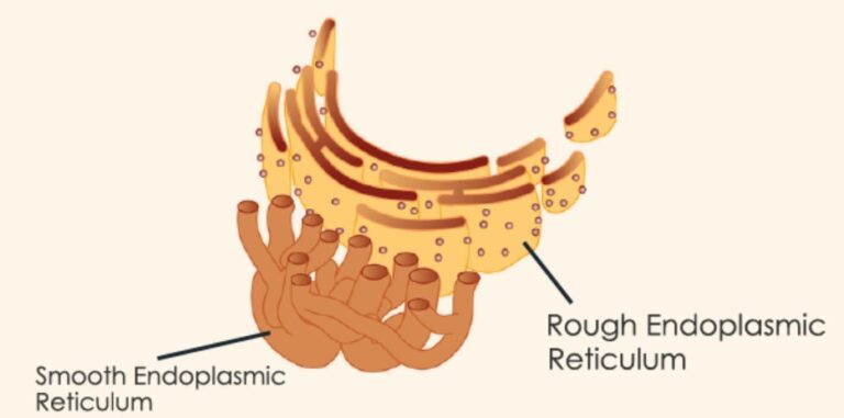 STRUCTURE OF ENDOPLASMIC RETICULUM, FUNCTIONS OF ENDOPLASMIC RETICULUM