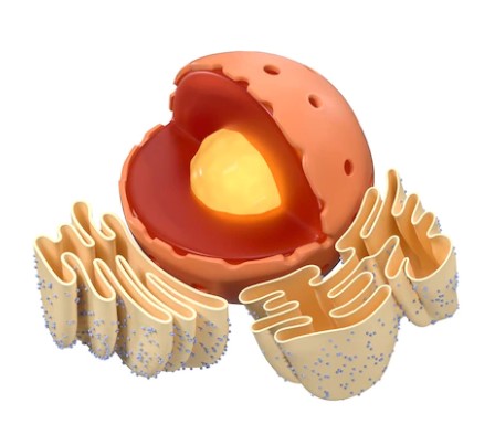 Read more about the article ENDOPLASMIC RETICULUM