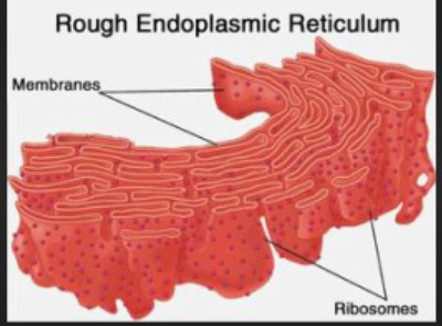 STRUCTURE OF ENDOPLASMIC RETICULUM