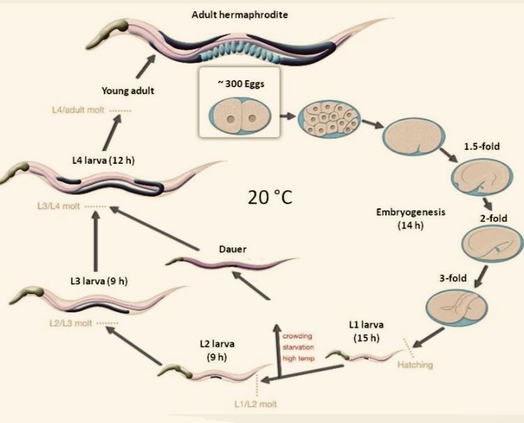 DEVELOPMENT OF C. ELEGANS