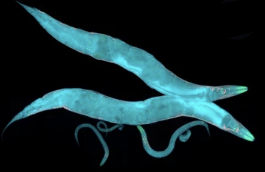 DEVELOPMENT OF C. ELEGANS