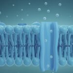 ELECTRICAL PROPERTIES OF MEMBRANES