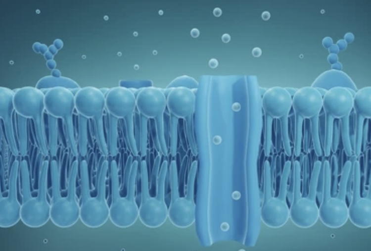 ELECTRICAL PROPERTIES OF MEMBRANES