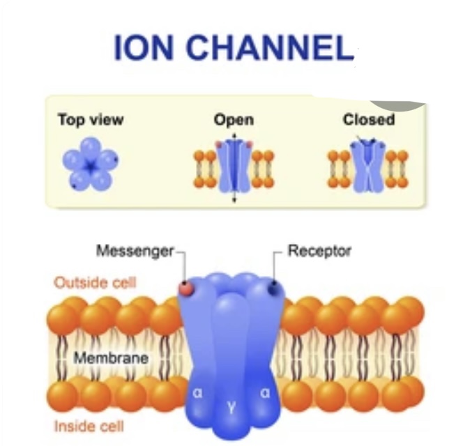 ELECTRICAL PROPERTIES OF MEMBRANES