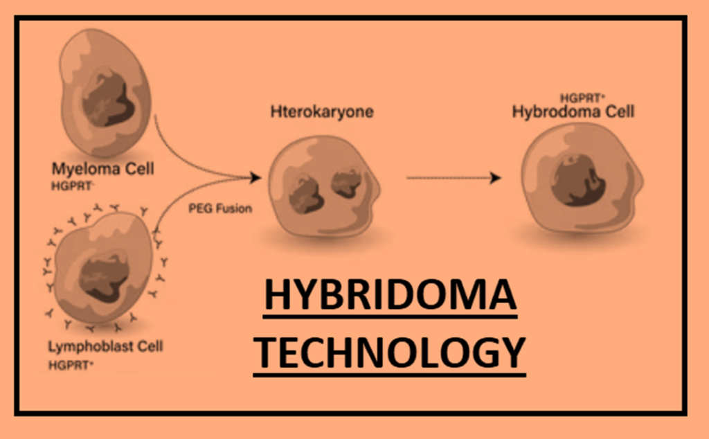 ANTIBODY GENERATION BY HYBRIDOMA TECHNOLOGY