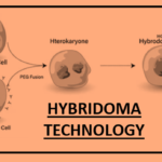 ANTIBODY GENERATION BY HYBRIDOMA TECHNOLOGY