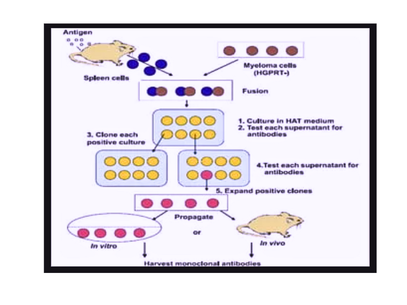 ANTIBODY GENERATION BY HYBRIDOMA TECHNOLOGY