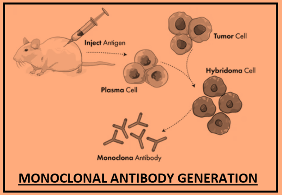 ANTIBODY GENERATION BY HYBRIDOMA TECHNOLOGY