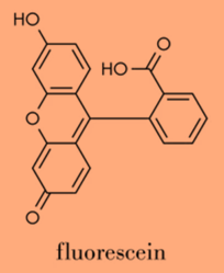 MOLECULAR ANALYSIS USING FLUORESCENCE SPECTROSCOPY