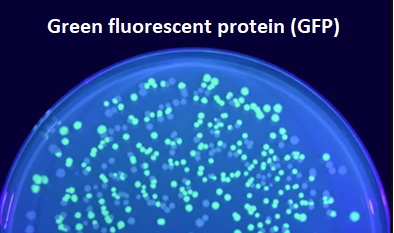 MOLECULAR ANALYSIS USING FLUORESCENCE SPECTROSCOPY