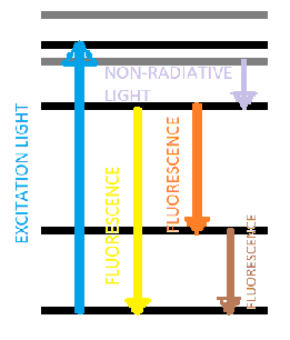 MOLECULAR ANALYSIS USING FLUORESCENCE SPECTROSCOPY