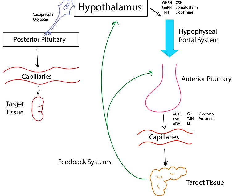 NEUROENDOCRINE SYSTEM IN VERTEBRATES