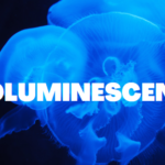 BIOLUMINESCENCE IN ANIMALS