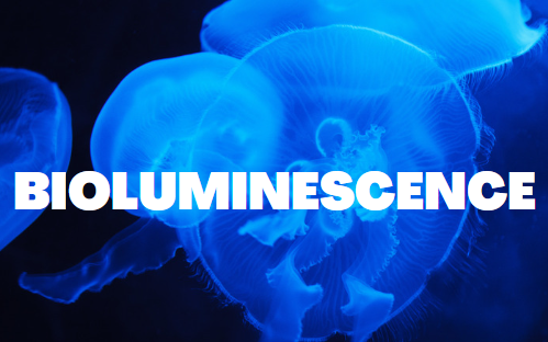 Read more about the article MECHANISMS OF BIOLUMINESCENCE