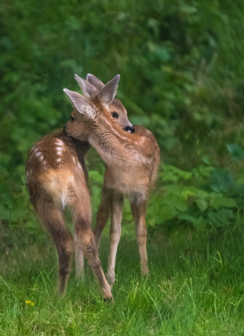 PHEROMONES IN VETEBRATES AND INVERTEBRATES