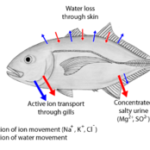 OSMOREGULATION IN DIFFERENT ANIMAL GROUPS (VERTEBRATES)