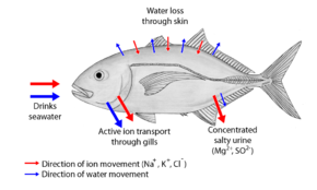 OSMOREGULATION IN DIFFERENT ANIMAL GROUPS (VERTEBRATES)