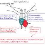 NEUROENDOCRINE SYSTEM IN VERTEBRATES