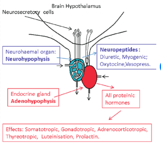 NEUROENDOCRINE SYSTEM IN VERTEBRATES