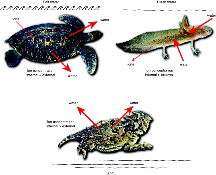 OSMOREGULATION IN DIFFERENT ANIMAL GROUPS (VERTEBRATES)