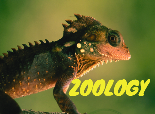 What is Zoology and Importance of Zoology