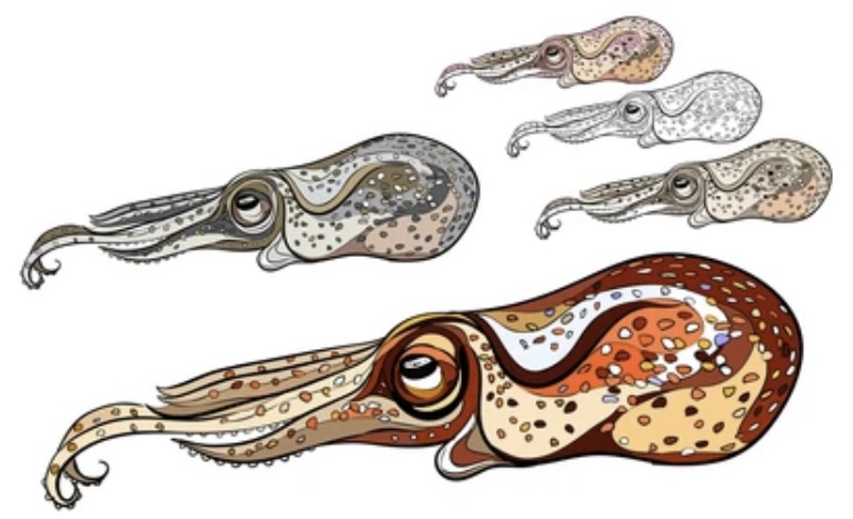 CHROMATOPHORES: STRUCTURE AND TYPES