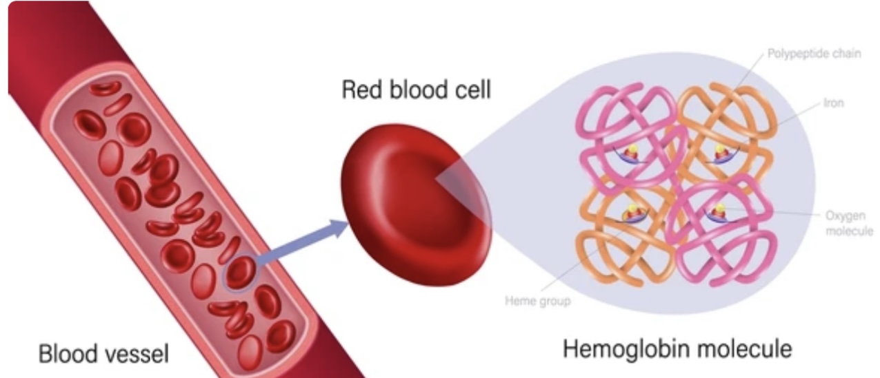 Read more about the article RESPIRATORY PIGMENTS