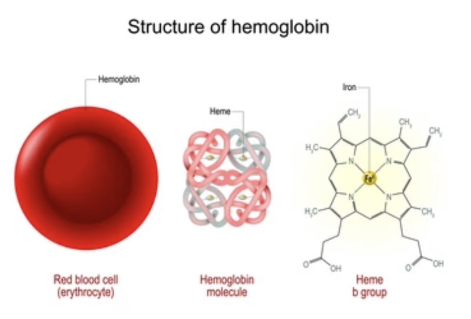 RESPIRATORY PIGMENTS