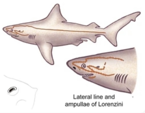 LATERAL LINE SYSTEM