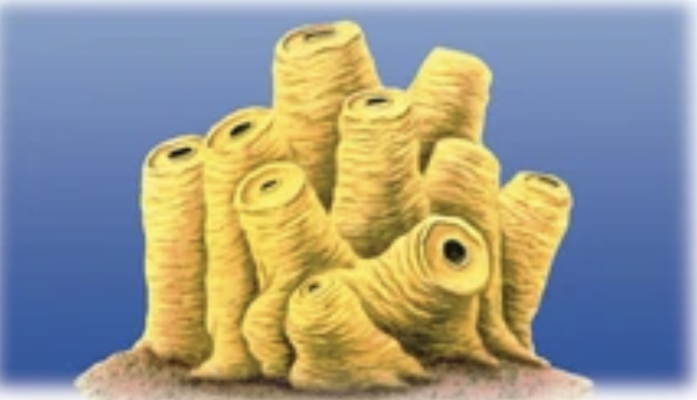 PHYLUM PORIFERA