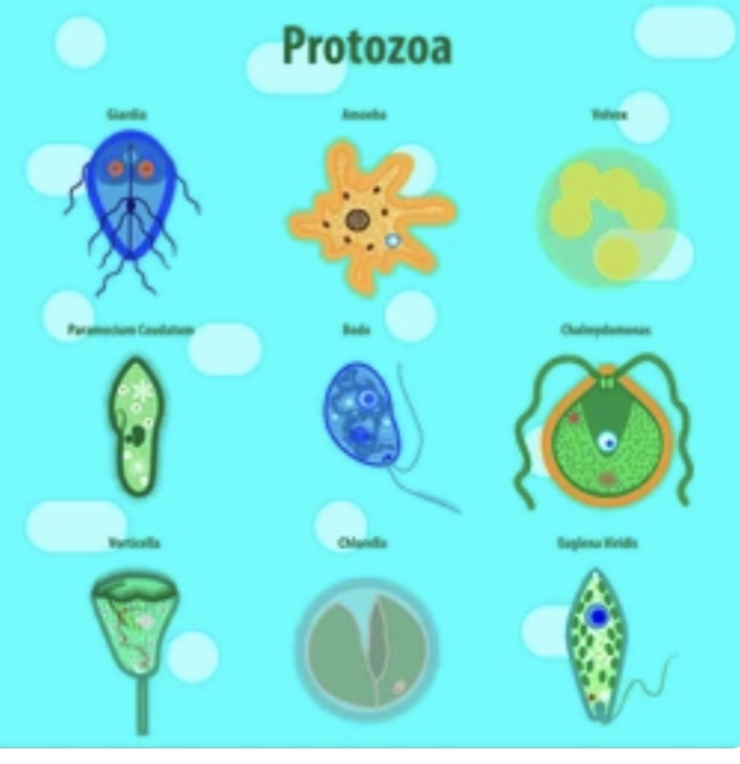 PHYLUM PROTOZOA 