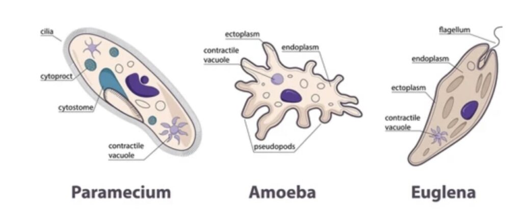 PHYLUM PROTOZOA