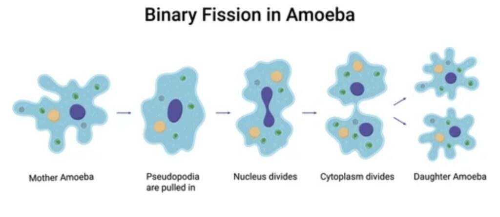 PHYLUM PROTOZOA 