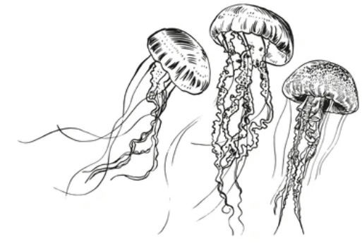 CHARACTERISTICS OF PHYLUM CNIDARIA 