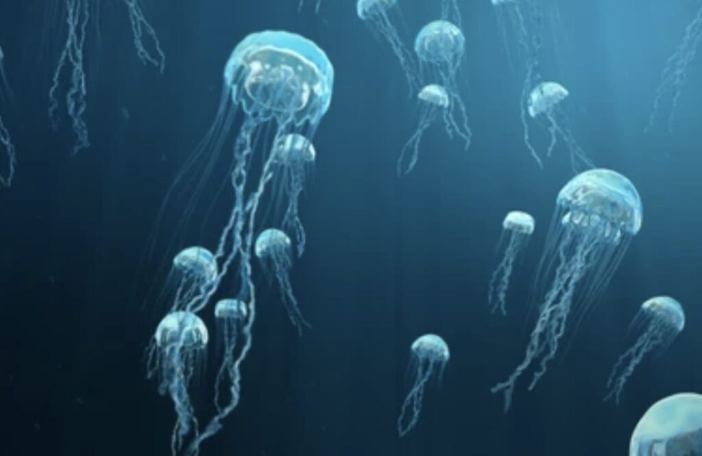 CHARACTERISTICS OF PHYLUM CNIDARIA