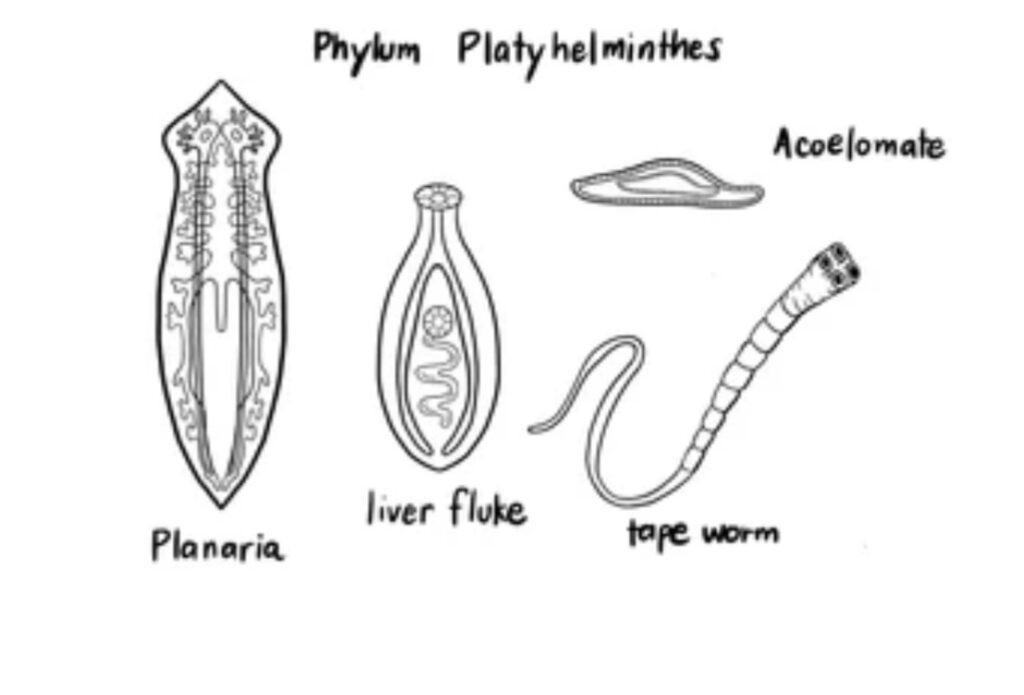 CHARACTERISTICS OF PHYLUM PLATYHELMINTHES