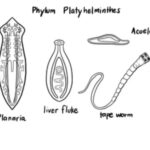 CHARACTERISTICS OF PHYLUM PLATYHELMINTHES