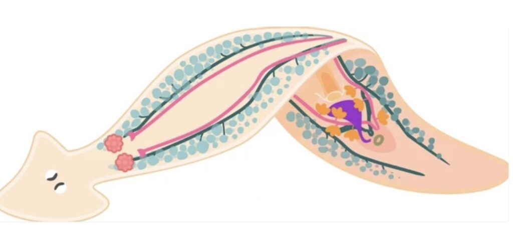 CHARACTERISTICS OF PHYLUM PLATYHELMINTHES