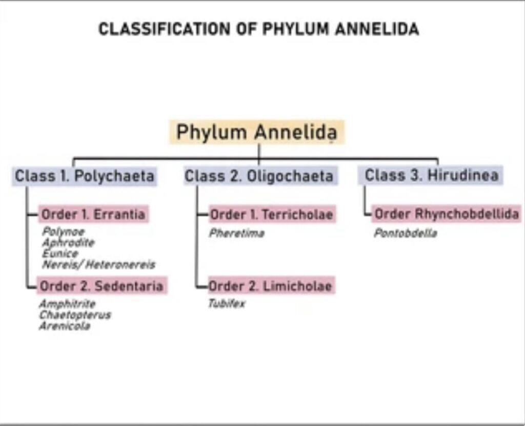 CHARACTERISTICS OF PHYLUM ANNELIDA 