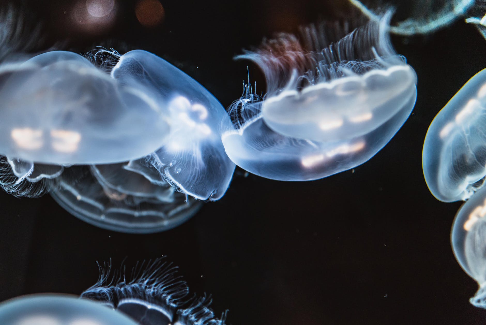 close up photo of jellyfishes